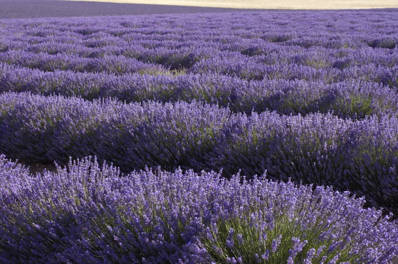 Foto biru kerdil lavender