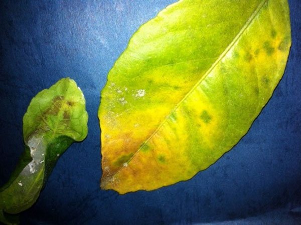 Foto av ett citronblad som påverkas av en skida