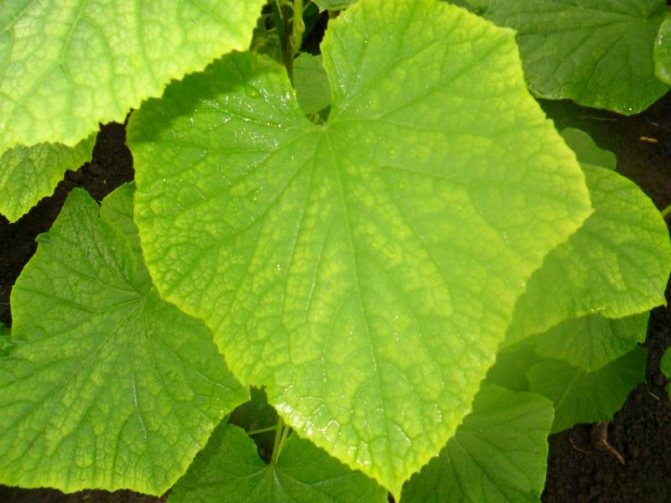 Photo of a cucumber leaf