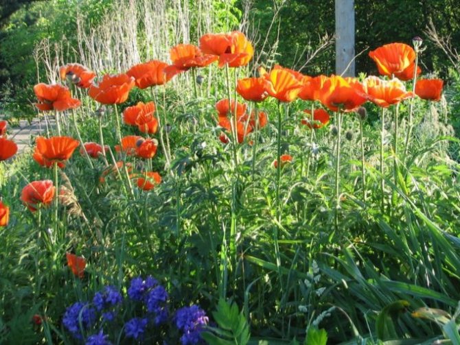 gambar poppy dalam reka bentuk landskap