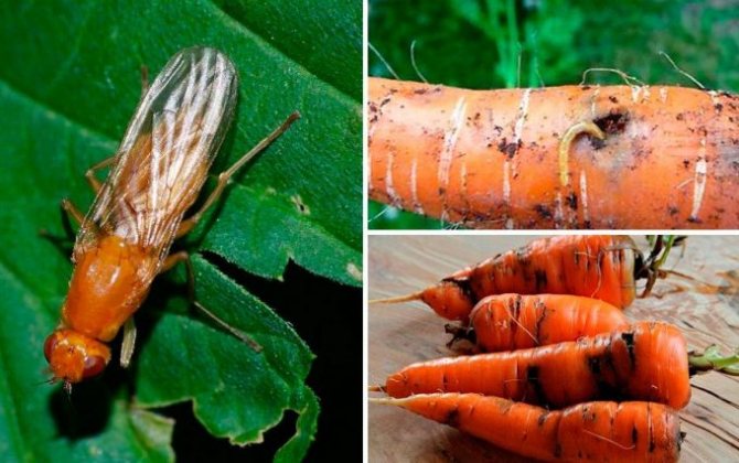снимка на моркова муха и ларви