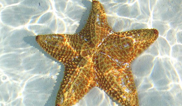 Foto: Sjöstjärna i havet