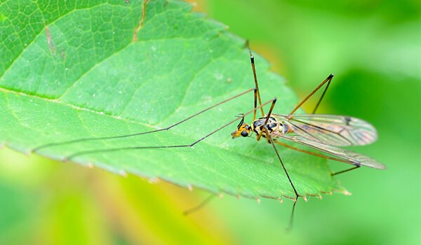 Снимка: Стомах с комари от насекоми