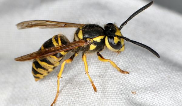 Foto: Hornet insekt