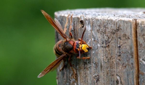 Снимка: насекомо стършели