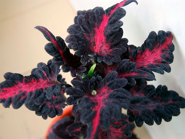 Fotografie a frunzelor neobișnuite ale Dragonului negru Coleus