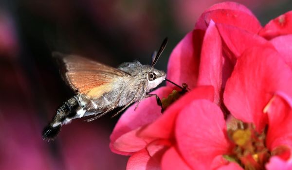 Foto: Moth hawk moth