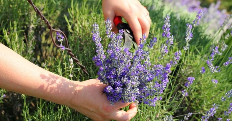 Photo of lavender pruning
