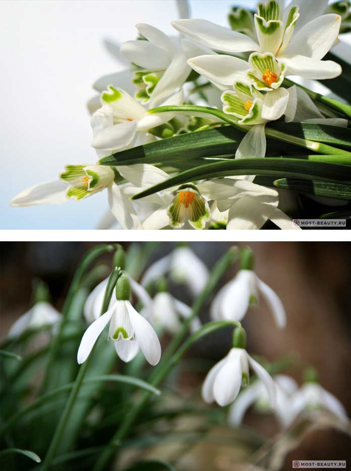Photo of very beautiful snowdrops