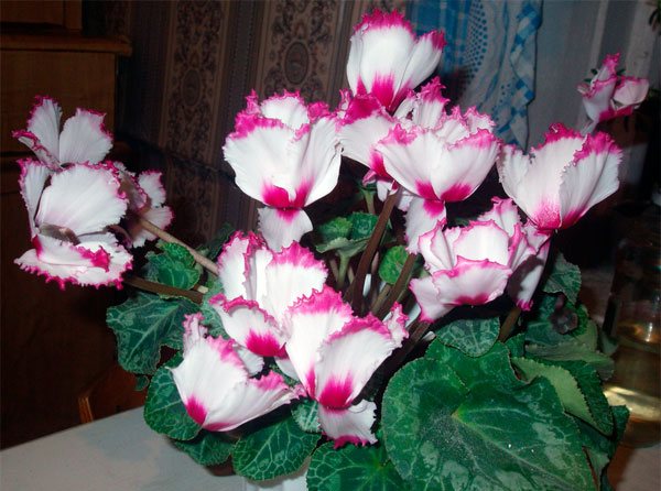 Photo of one of the varieties of Persian cyclamen - Victoria