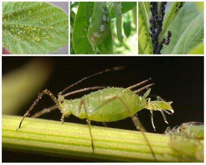 photo of one of the varieties of aphids