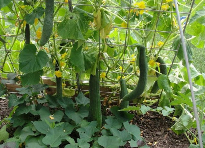 Photo of cucumbers in the open field