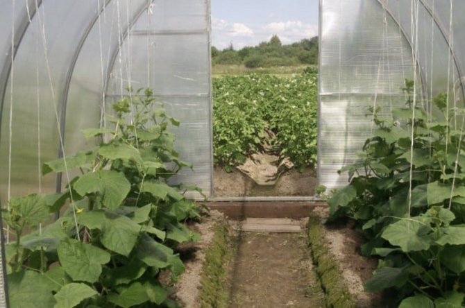 Photo of cucumbers in the greenhouse