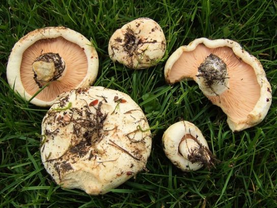 photo of an aspen mushroom