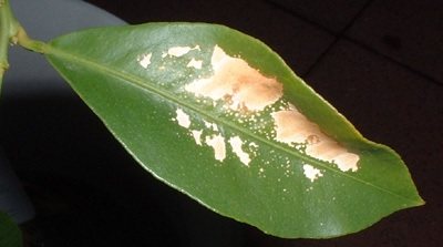 Снимка на лимонов лист, изгорен от пряко слънце