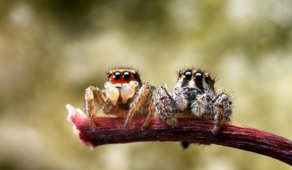 Foto: Ett par spindelhästar