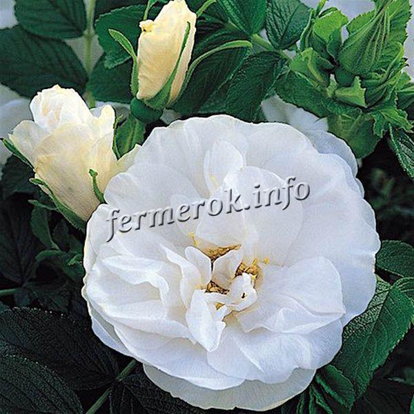 Fotografia unui soi de trandafir alb parc Blank Double Kubert