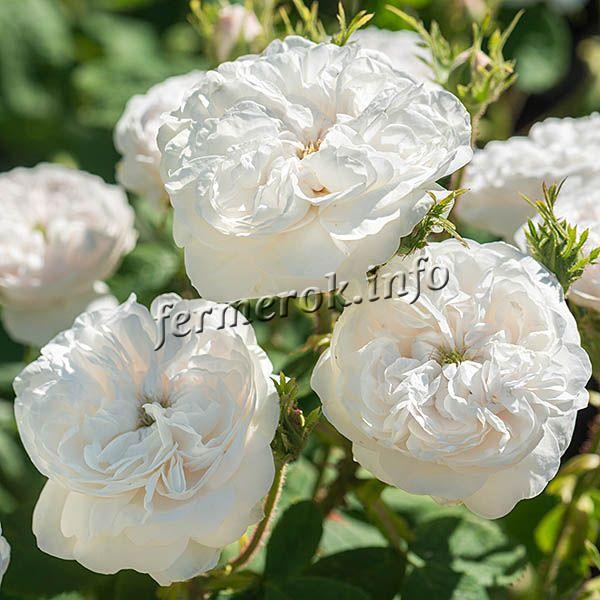 Снимка на паркова бяла роза сорт Мадам Харди
