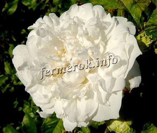 Fotografie a unui soi de trandafir alb de parc Sir Thomas Lipton