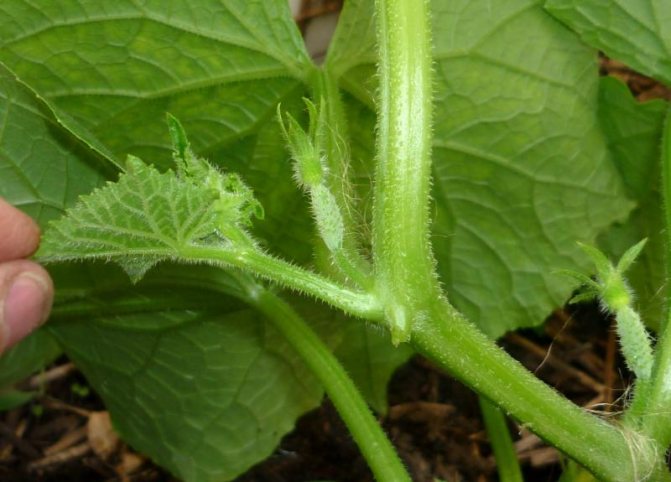 Photo of a cucumber stepson