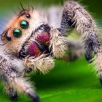 Foto: păianjen de cal