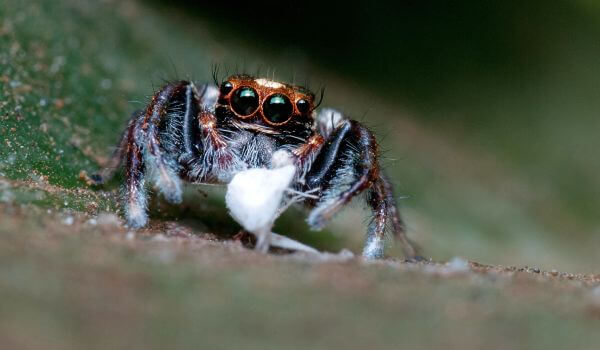 Foto: Pavouk koňský v přírodě