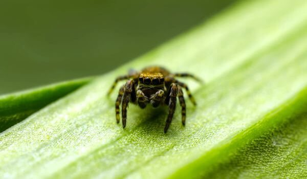 Larawan: Spider ng kabayo sa Russia