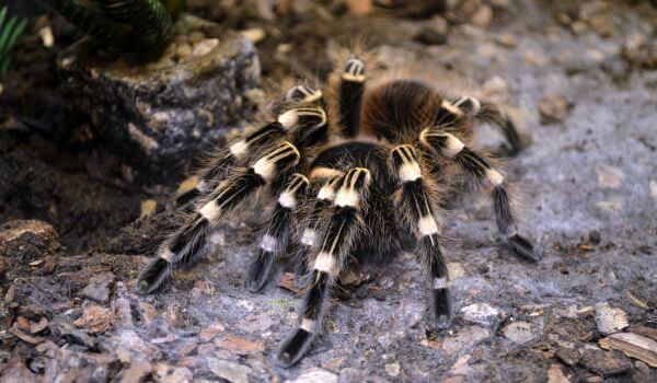 Larawan: Spider tarantula mula sa Red Book
