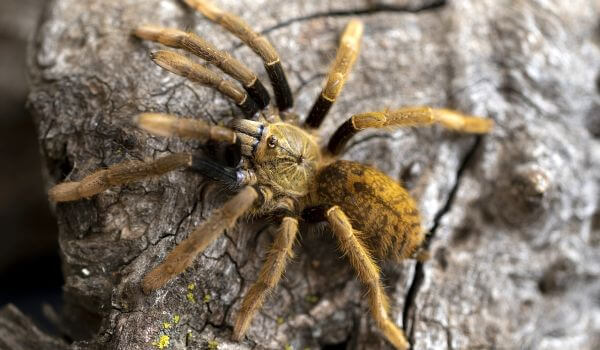 Снимка: Паяк тарантул в Русия