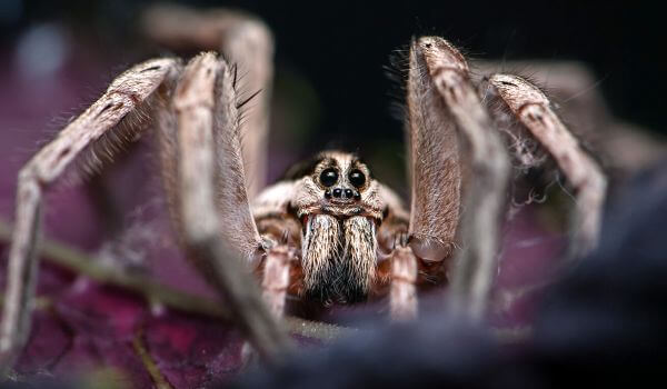 Снимка: Паяк тарантул