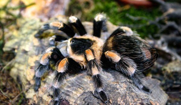 Foto: tarantula păianjen