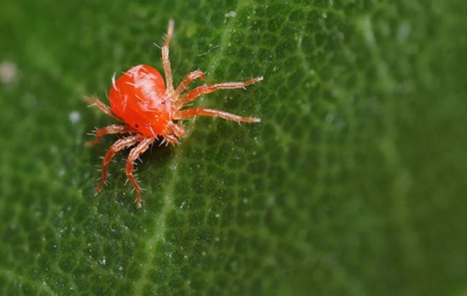 spider mite photo