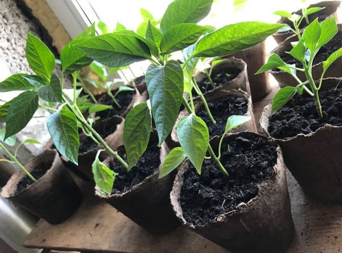 Photo of pepper seedlings