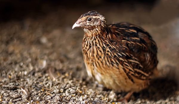 Photo: Quail laying hen