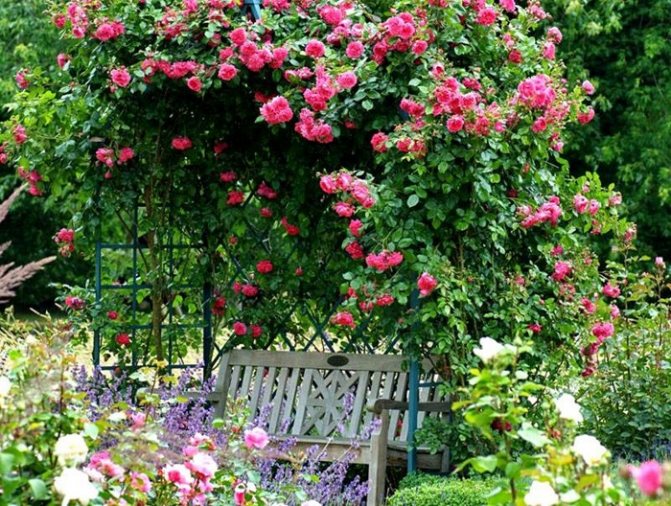 foto: Trandafiri urcați pe foișor