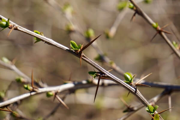 Photo: shoots of Barberry with thorns
