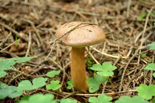 fotografie polské houby