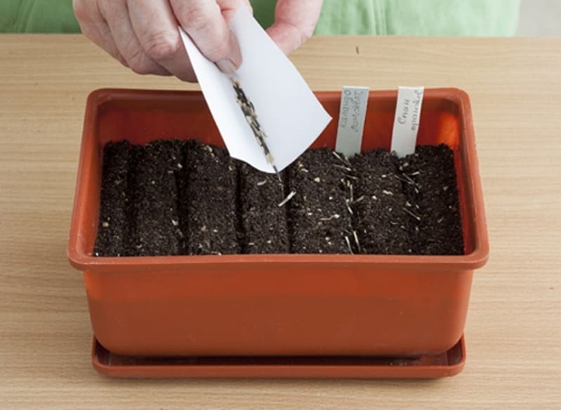 Photo of sowing marigolds