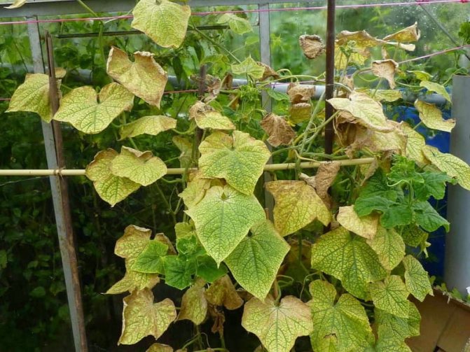 Photo of yellowing cucumber leaves in a greenhouse