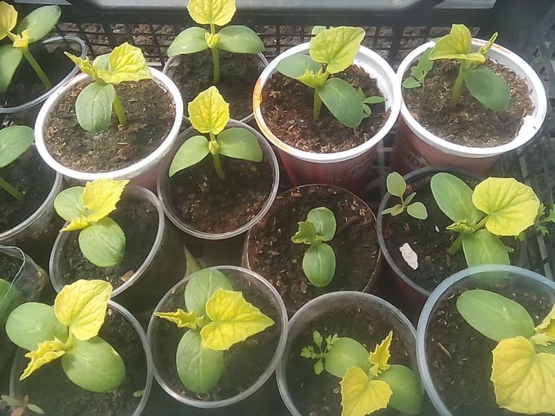 Photo of yellowed cucumber seedlings