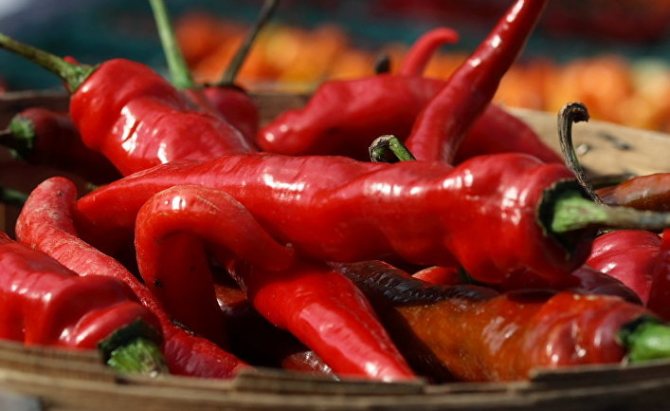 Foto: förfäder till Bogatyr, som alla andra former av söt paprika, var bitter peppar