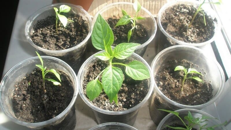 Photo of sown peppers seedlings