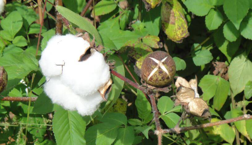 Photo of a blossoming cotton boll