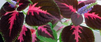 Photo of blossoming Coleus flowers