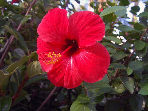 Photo of a Hibiscus plant