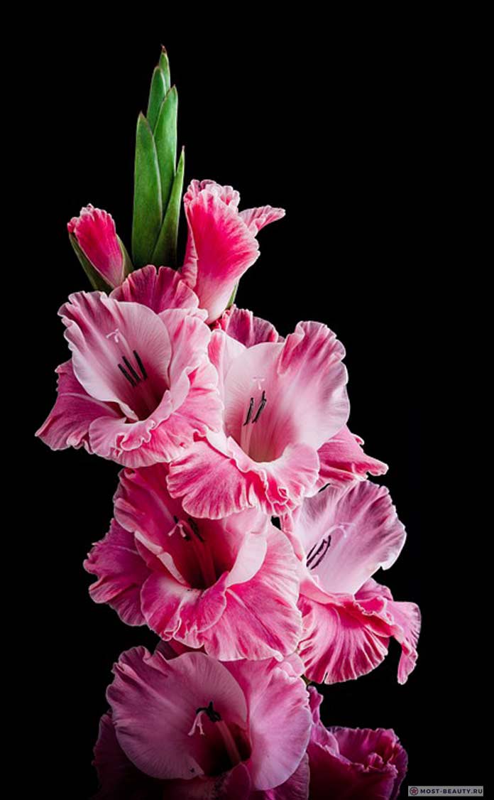 Foto av rosa gladioli