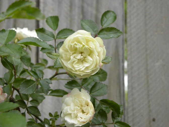 Foto bunga ros hijau ais
