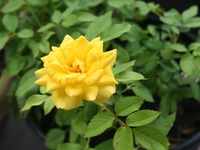 Photo d'une rose dollar jaune