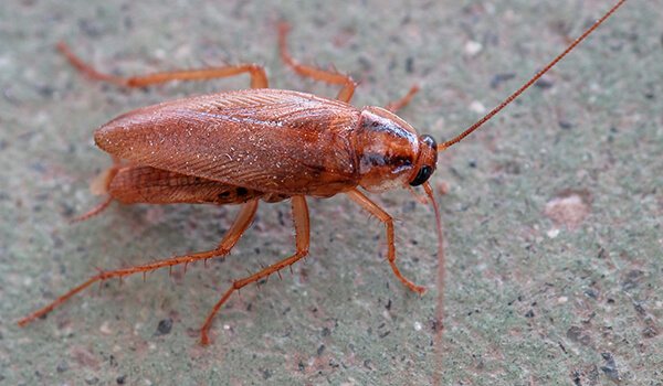 Photo: Red cockroach, also known as Prusak