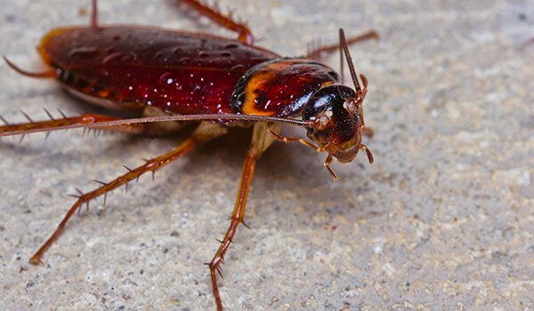 Photo: Red cockroach
